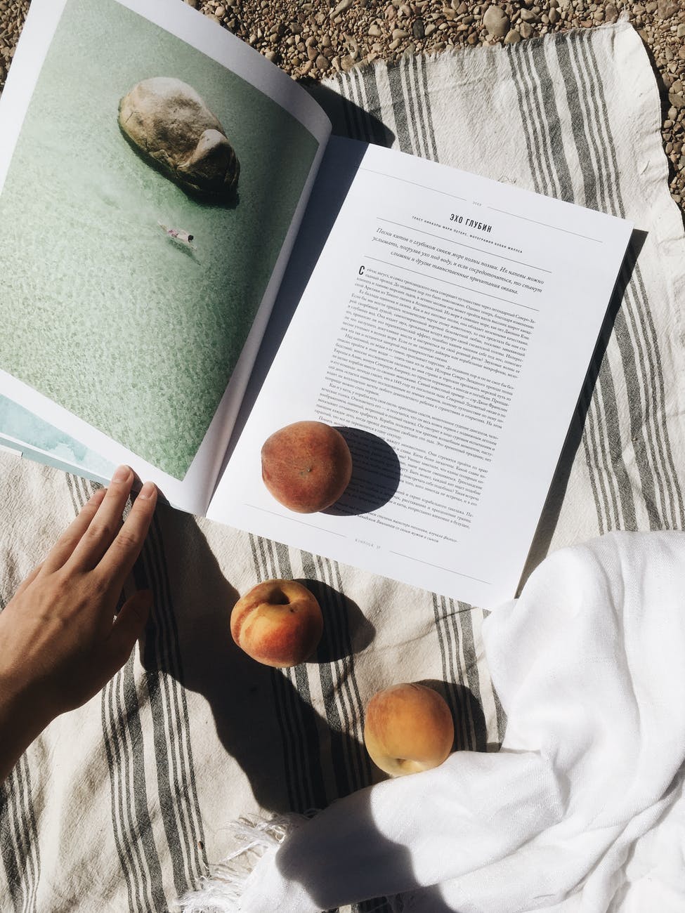 crop faceless person sitting on blanket on beach with peaches and reading textbook