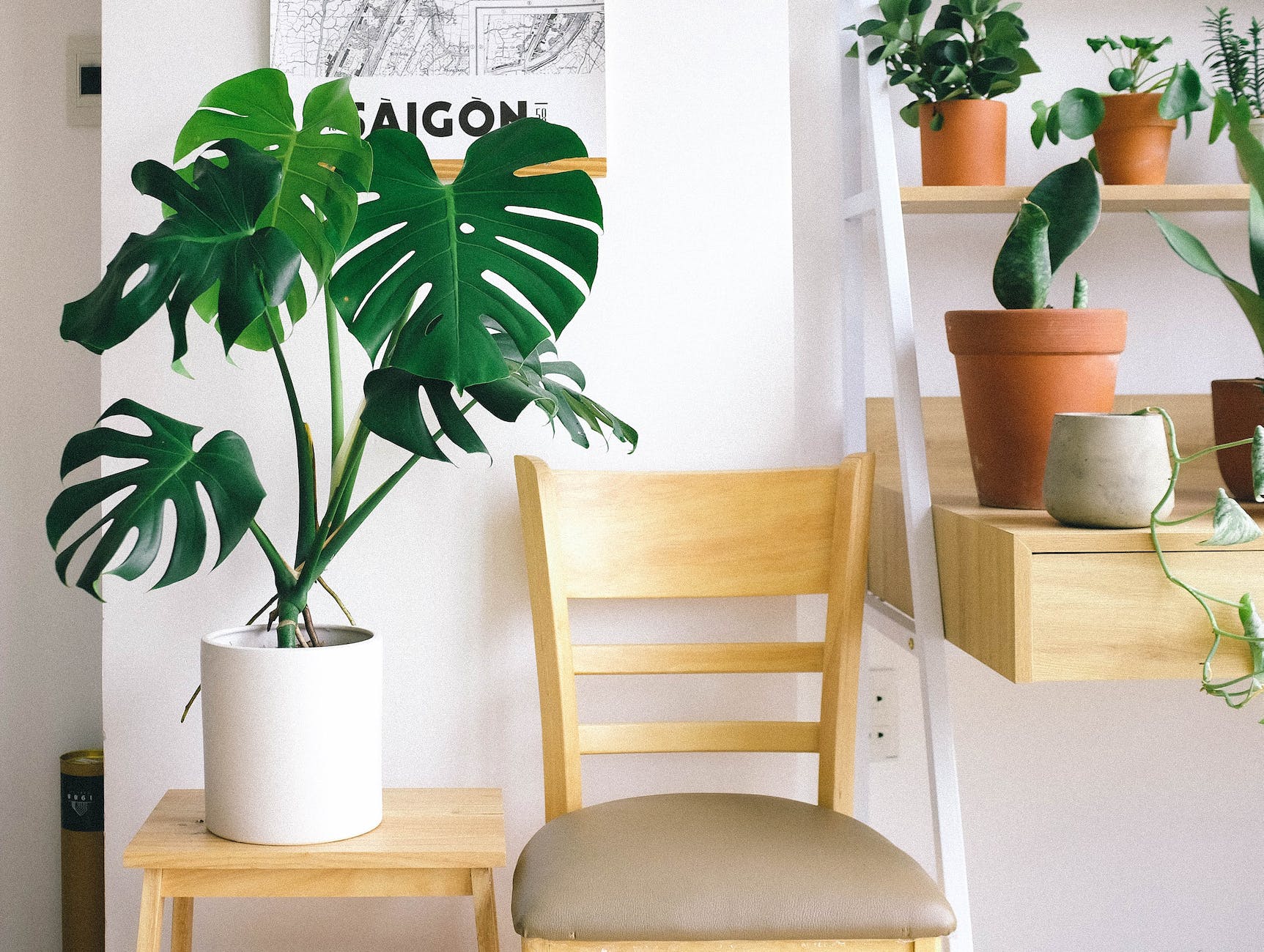 photo of swiss cheese plant beside chair