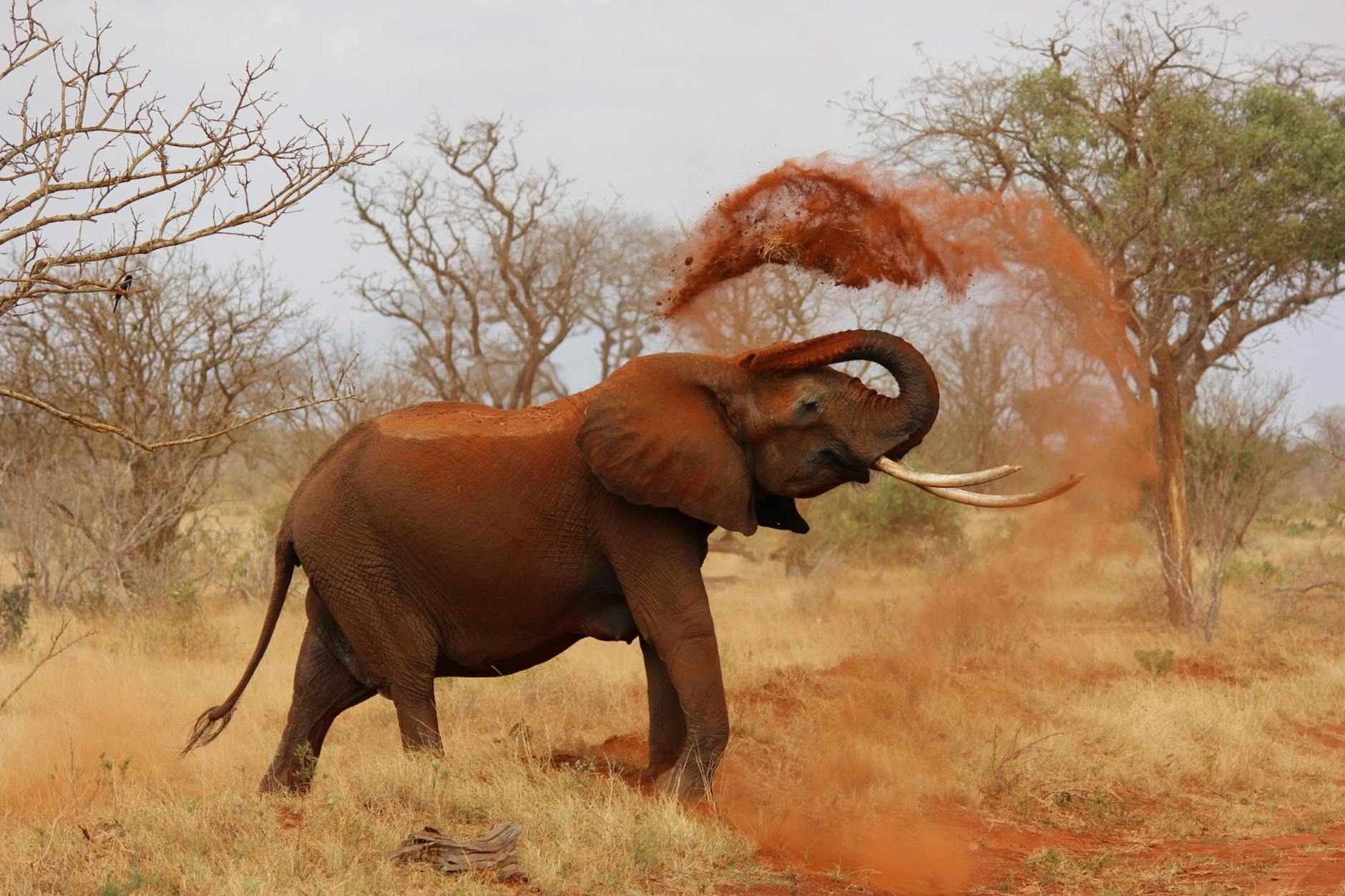 grey elephant throwing sand with trunk near green trees