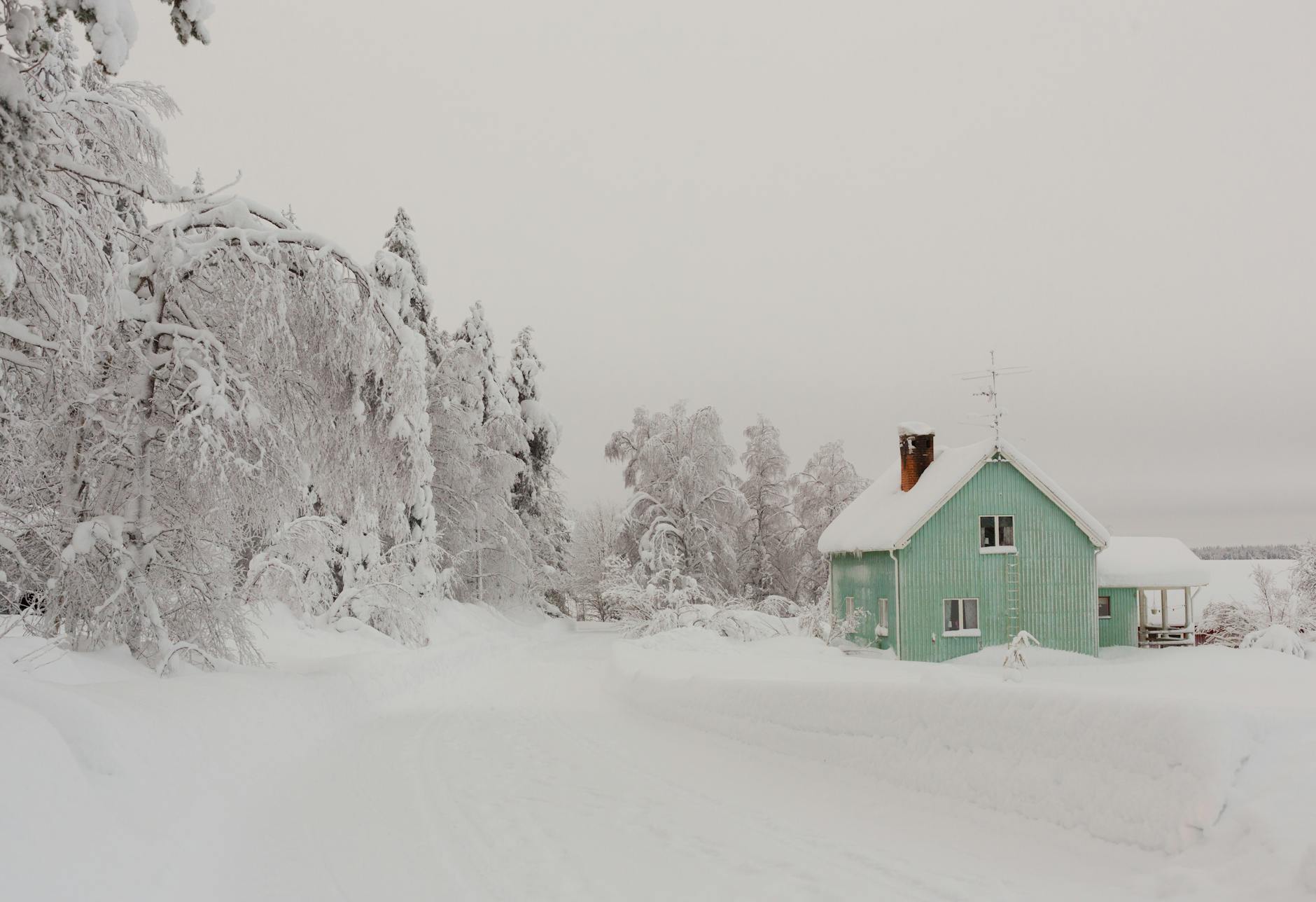 snowy trees by green house in finland