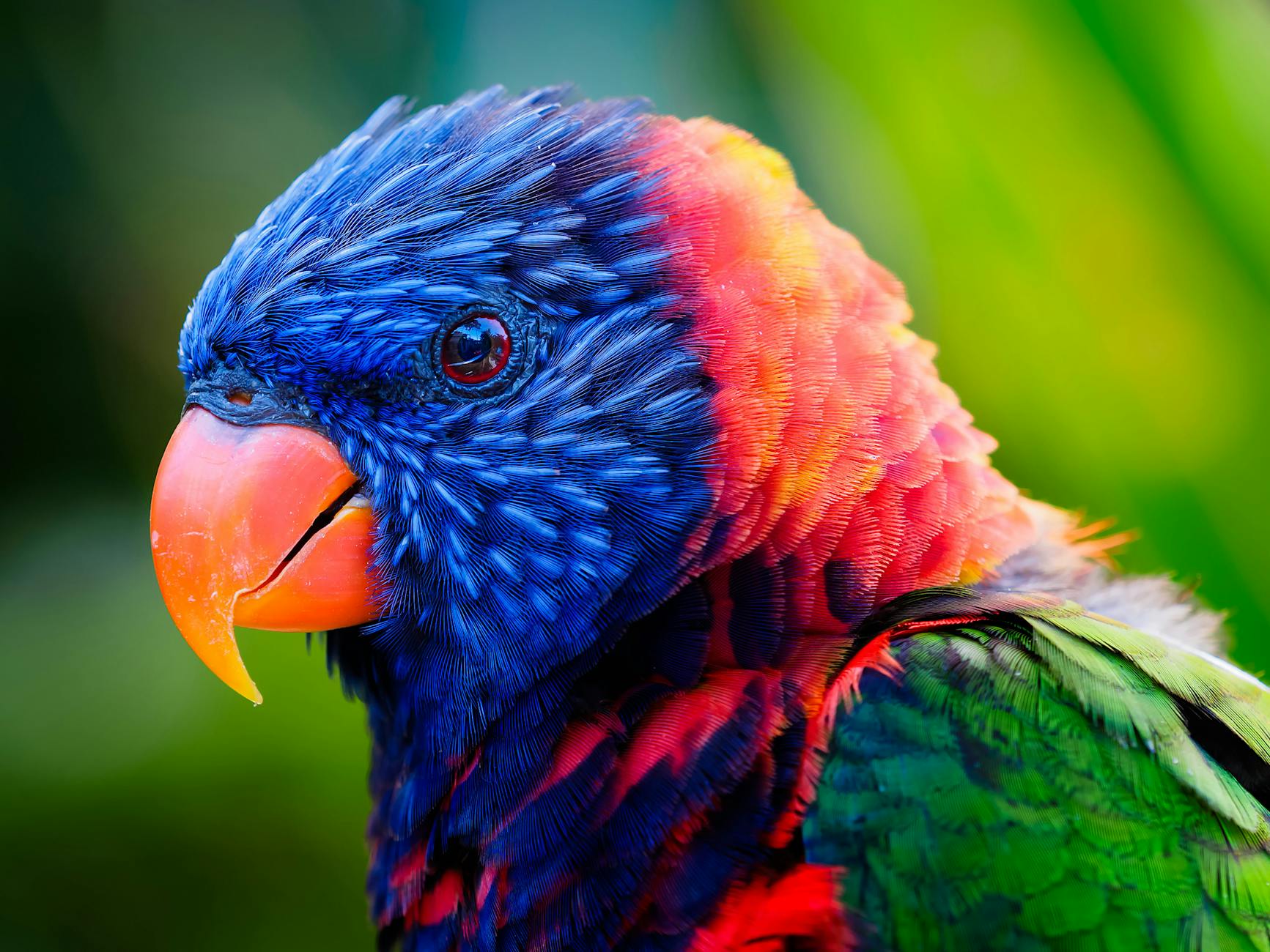 colorful head of loriini parrot