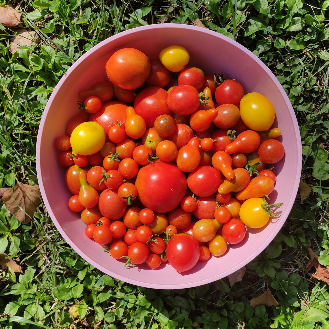 colorful assortment of tomatoes in a pink bowl