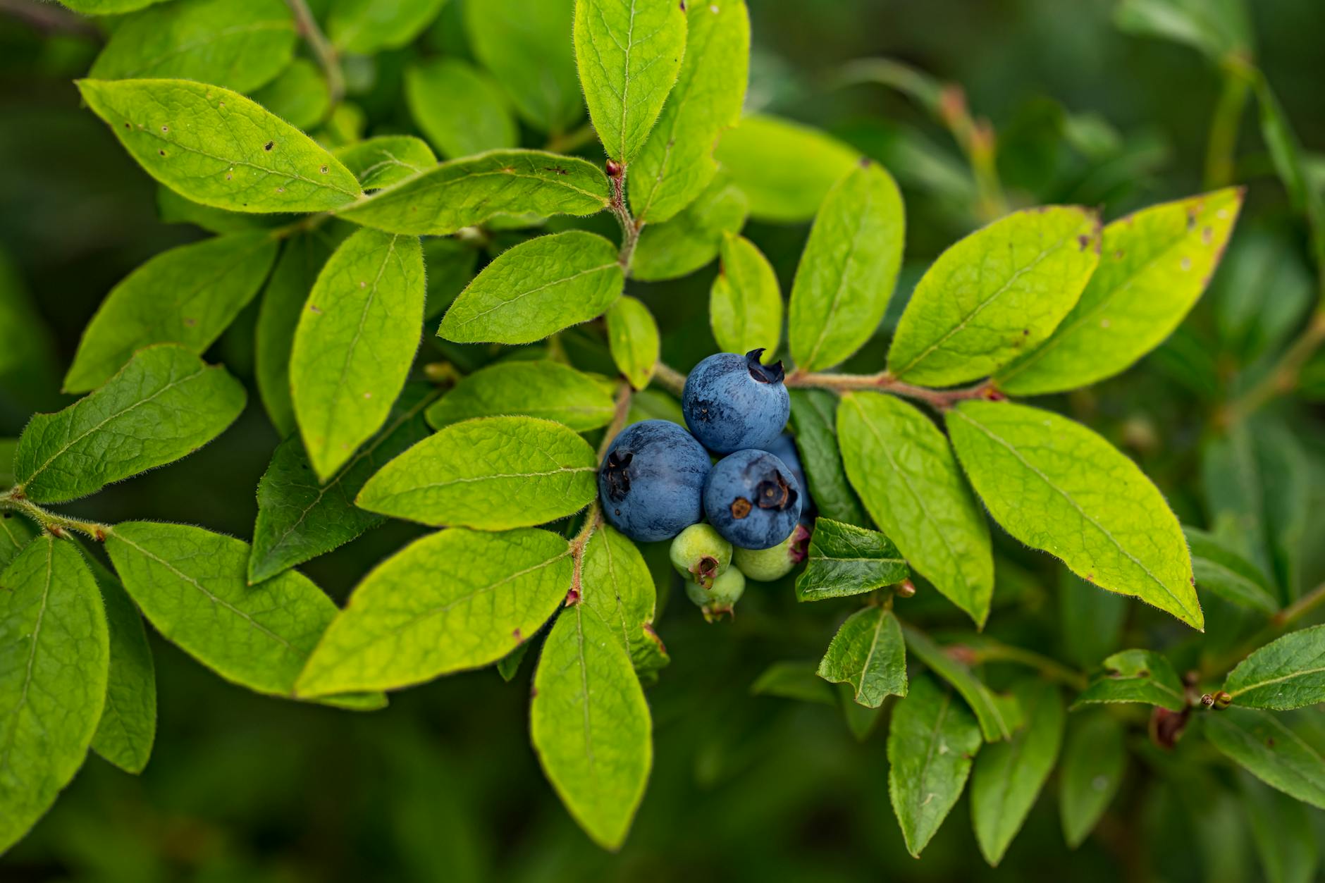 close up of ripe blueberries on green leaf background