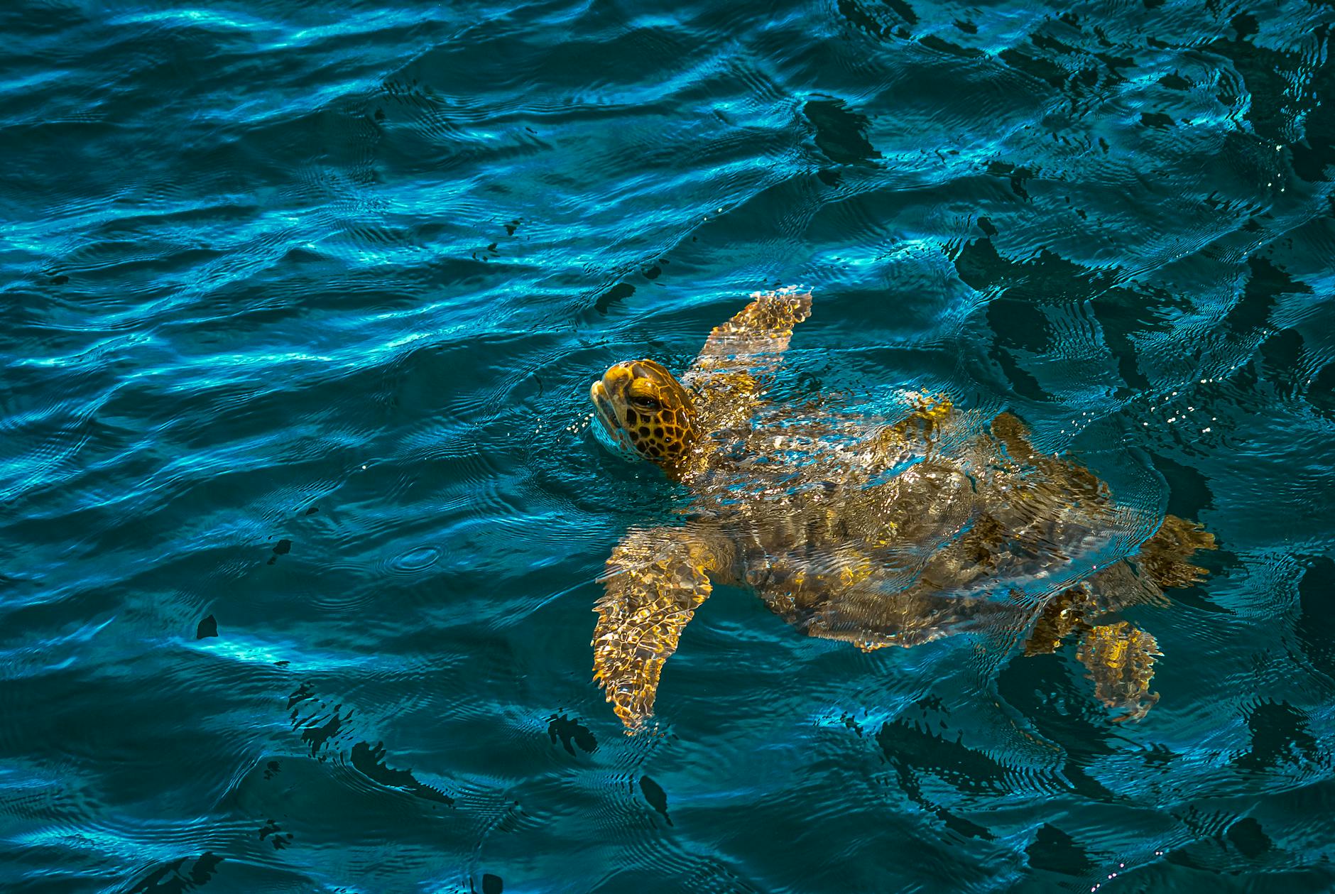 green sea turtle swimming in galapagos waters