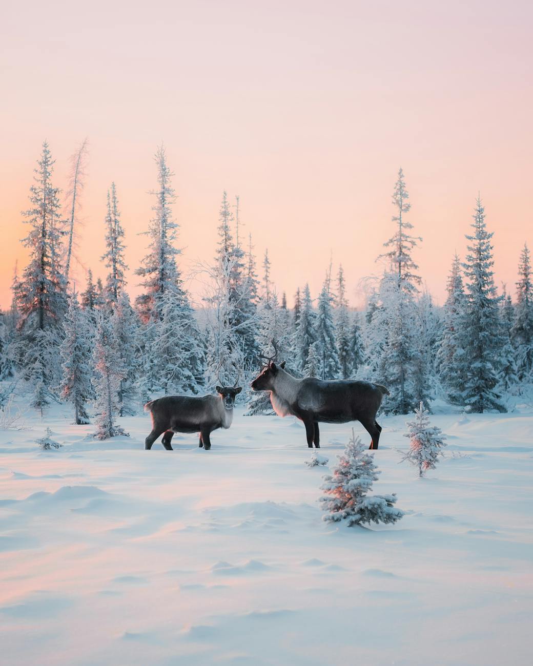 reindeer in winter scenery under pink moody sky