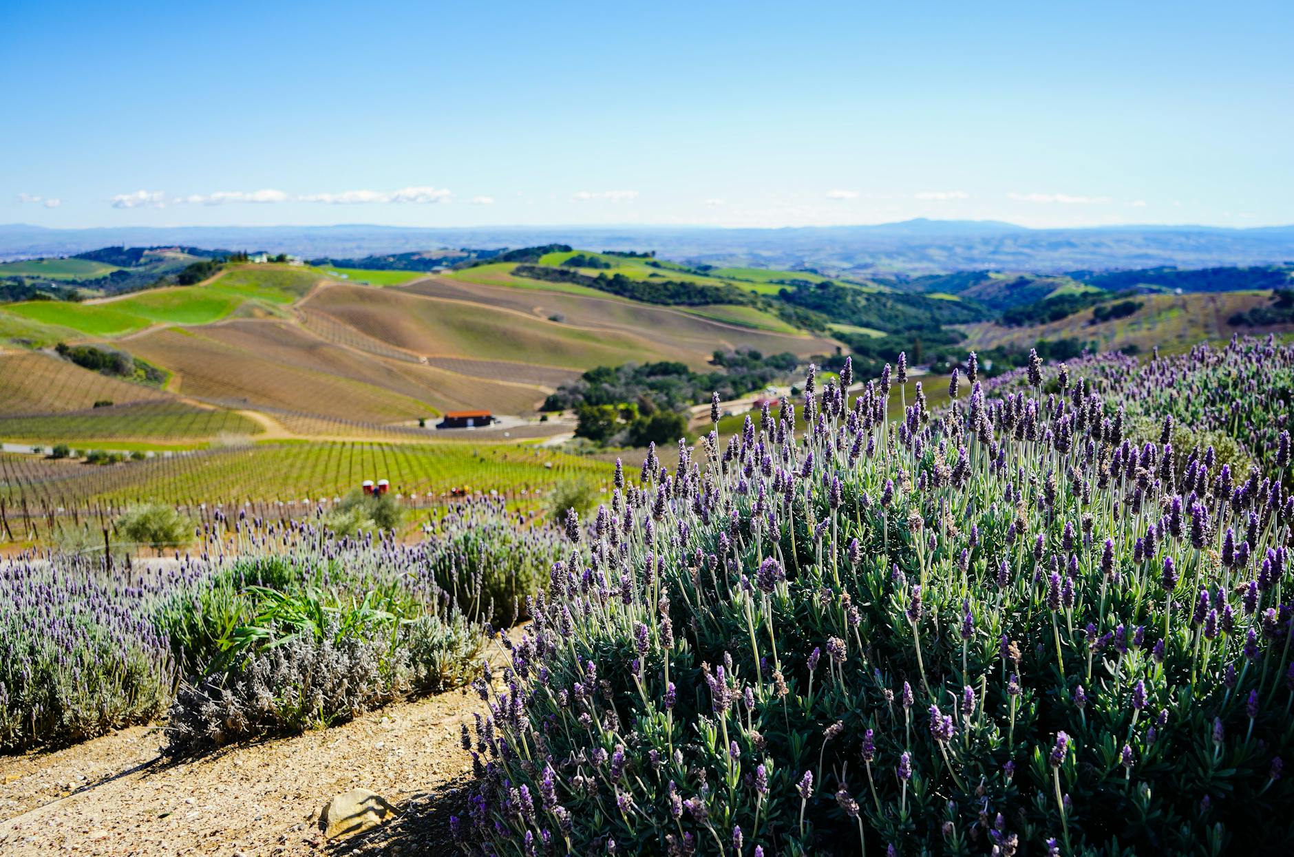 lavender flowers in a sunny valley