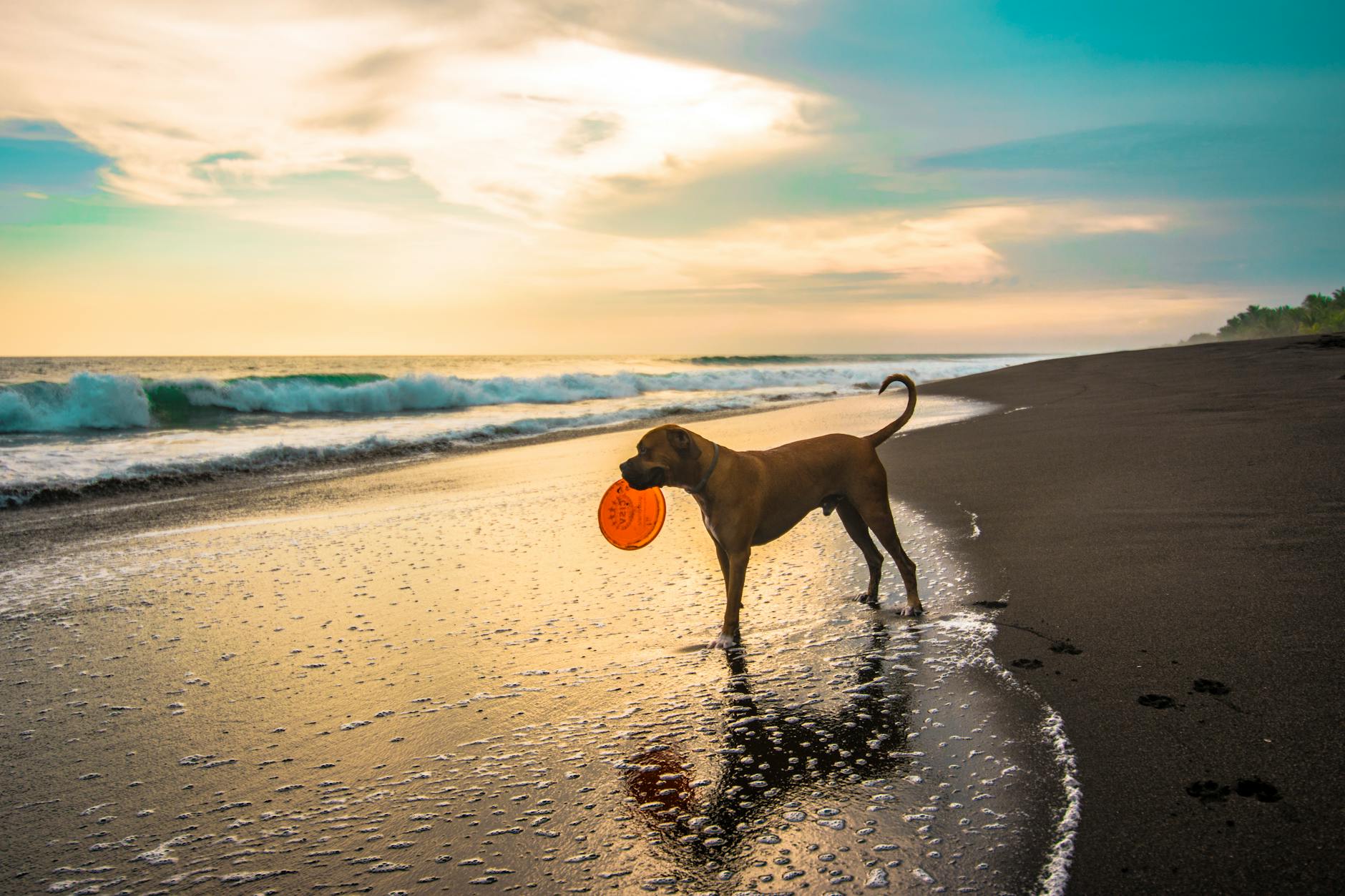 short coated brown dog on seashore