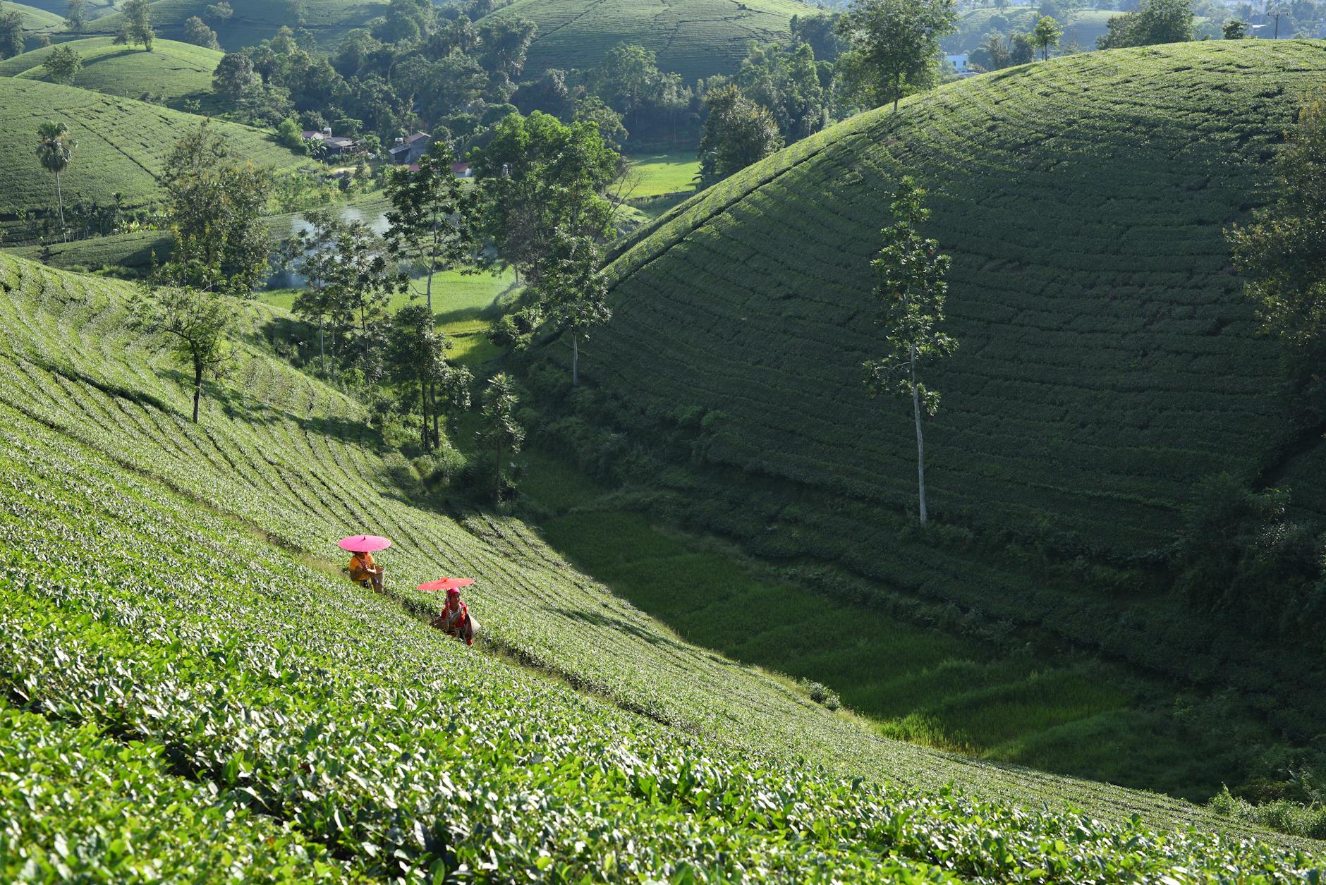 tea plantation with workers in traditional attire