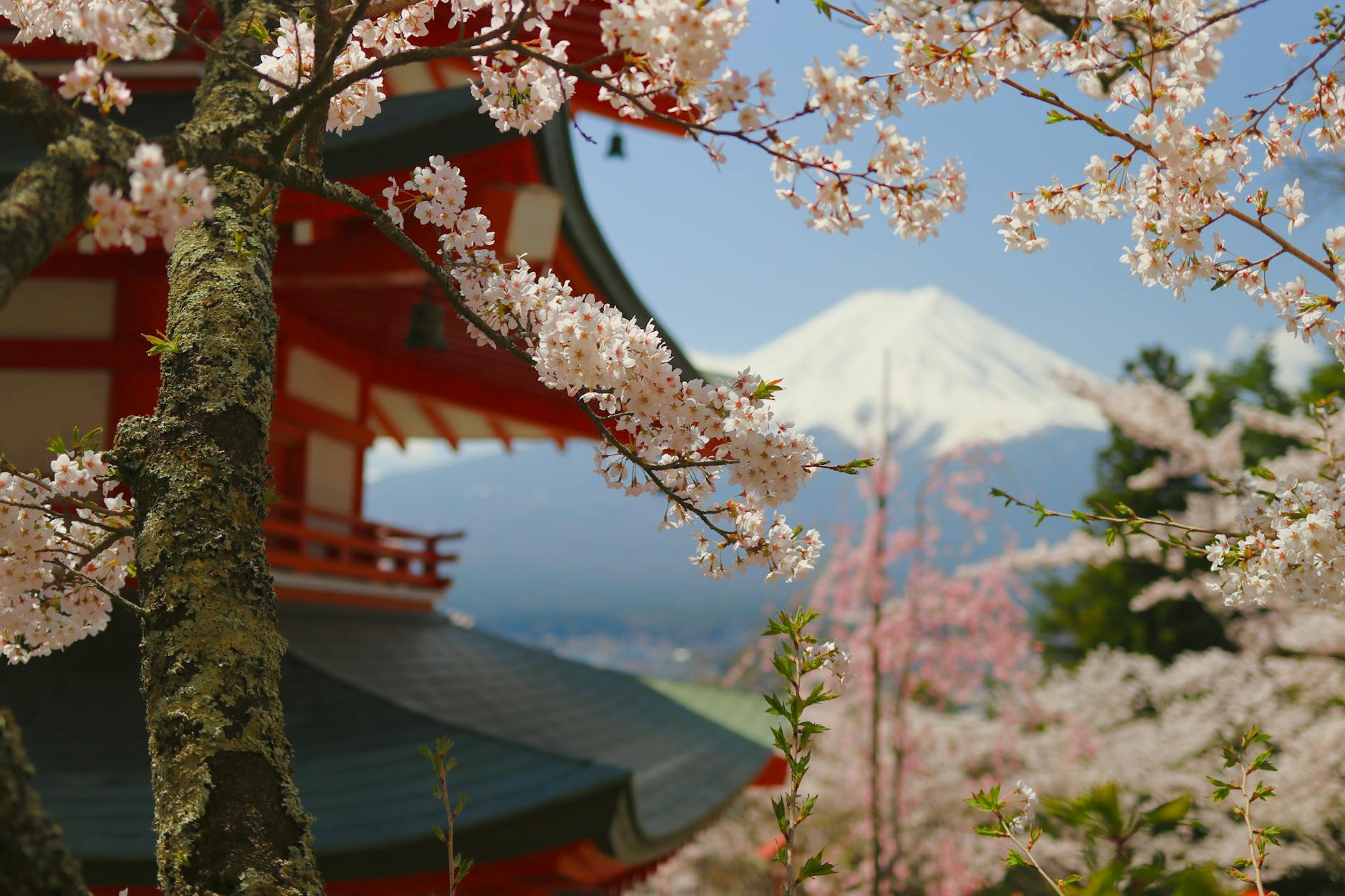 chureito pagoda with cherry blossoms and mount fuji
