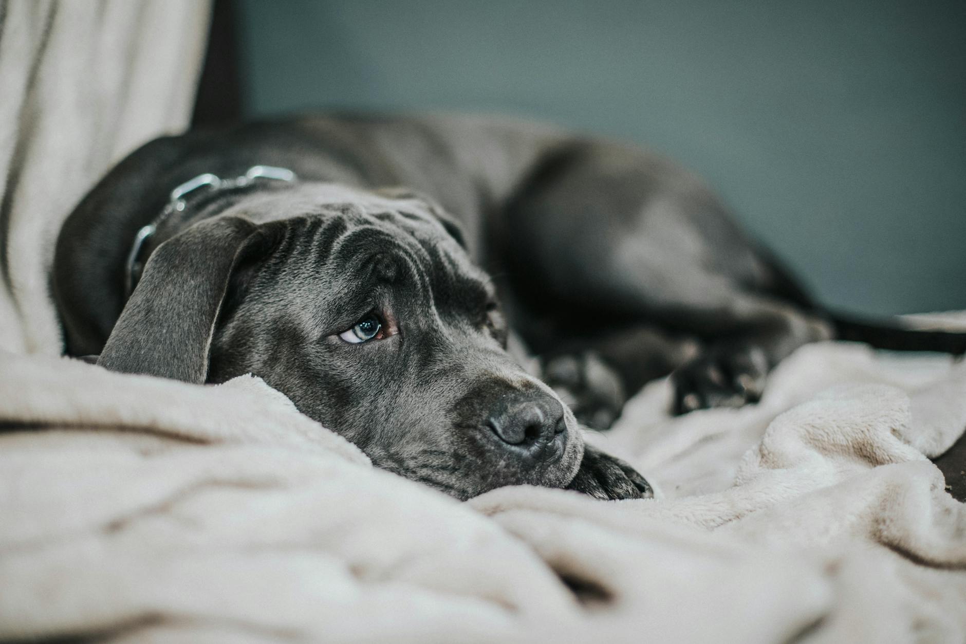 black dog lying down on white blanket