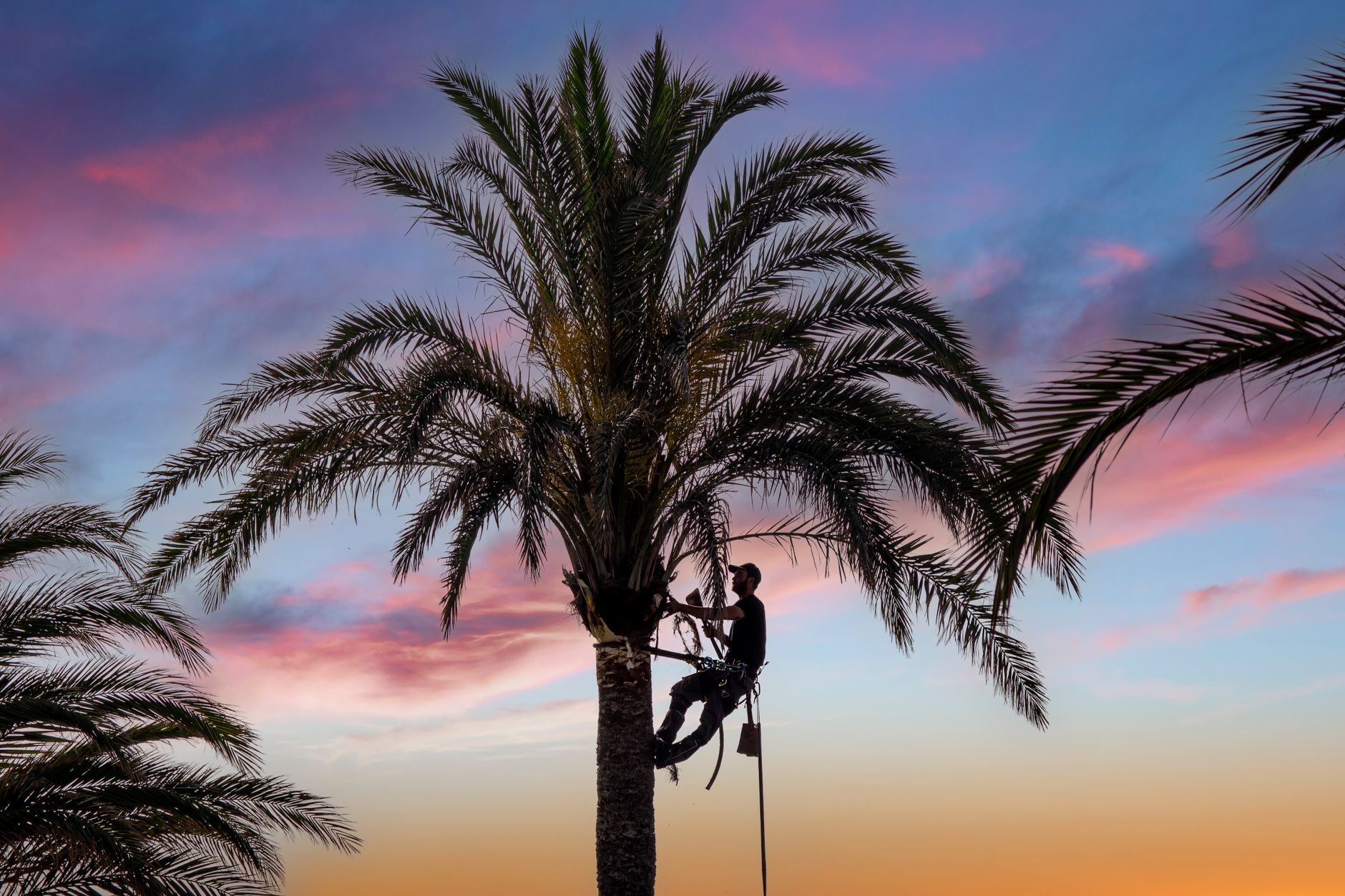 arborist on palm tree in the evening