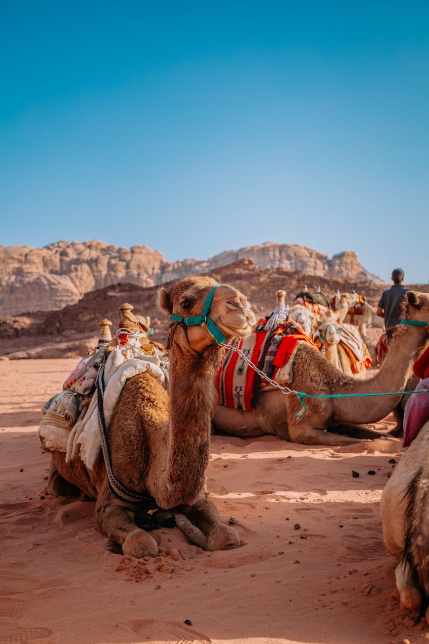 camels on a desert