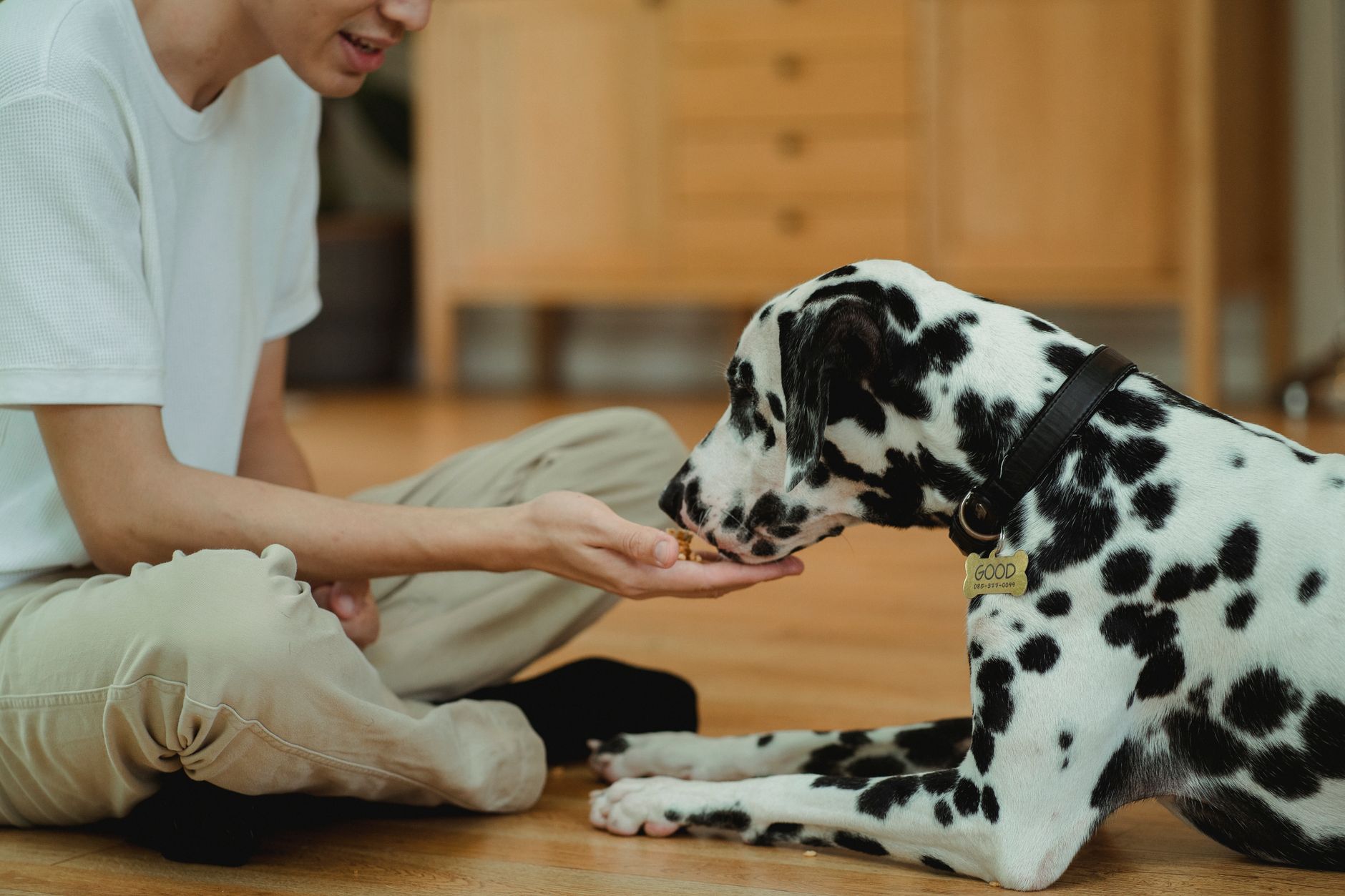 a person feeding a dog