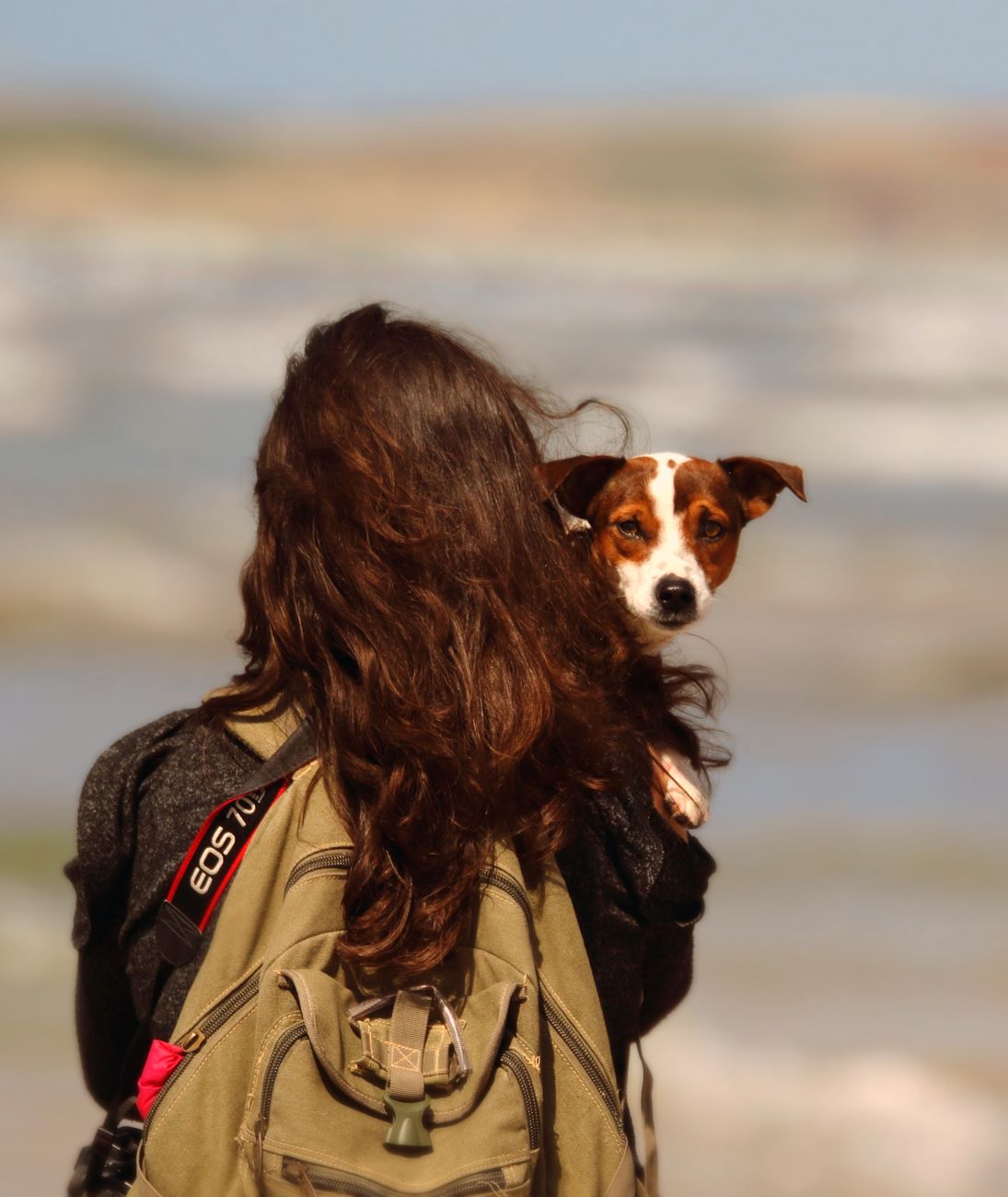 anonymous woman hugging cute purebred dog in countryside